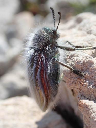 Julodis pubescens